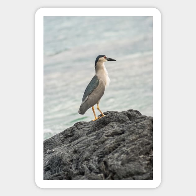 Black-crowned night heron of hawaii 5 Sticker by KensLensDesigns